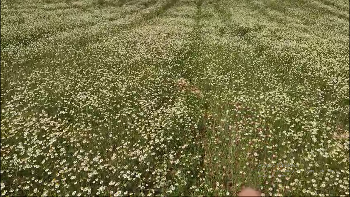 Plantação de Camomila
