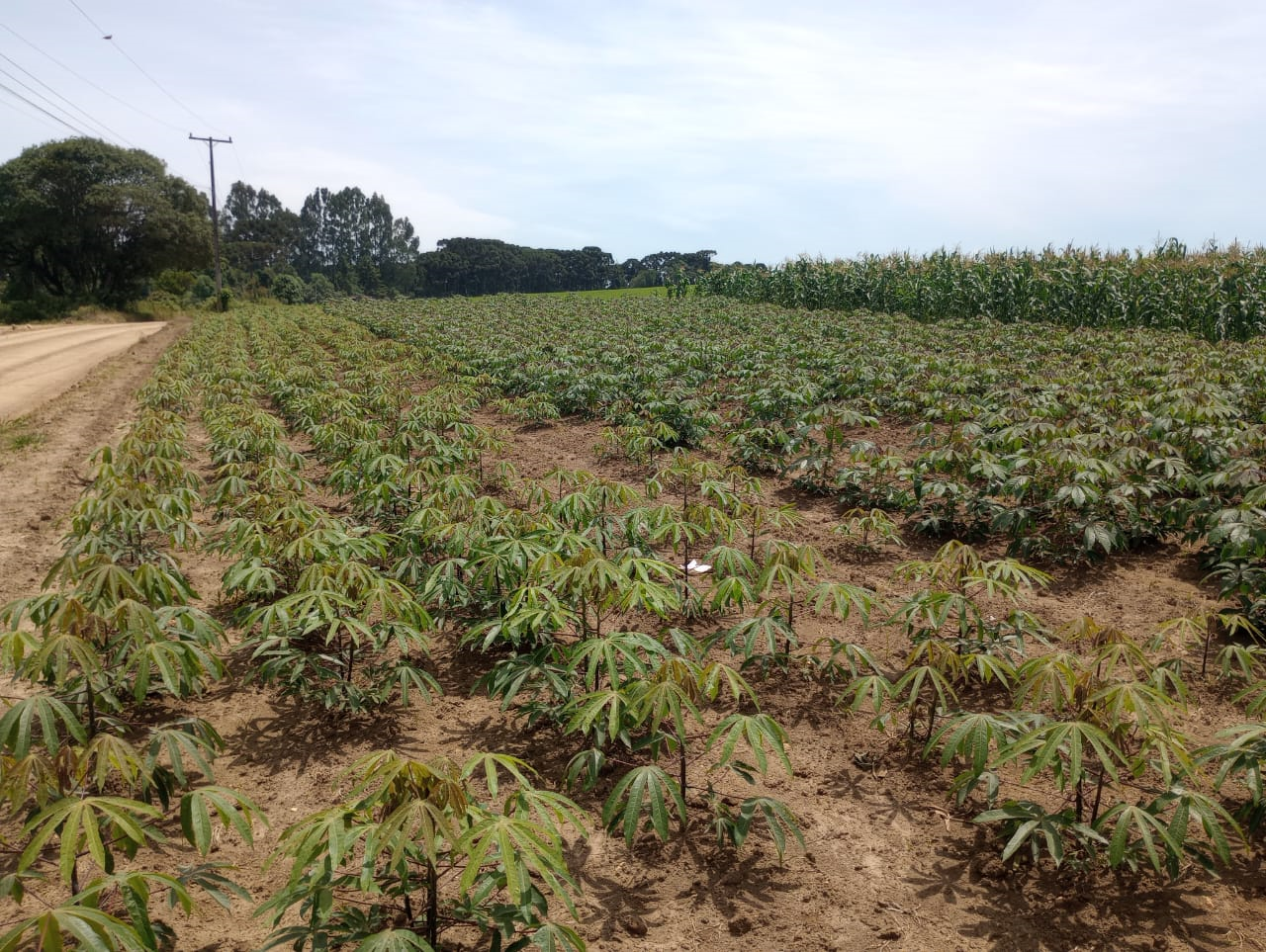 Plantação de Mandioca